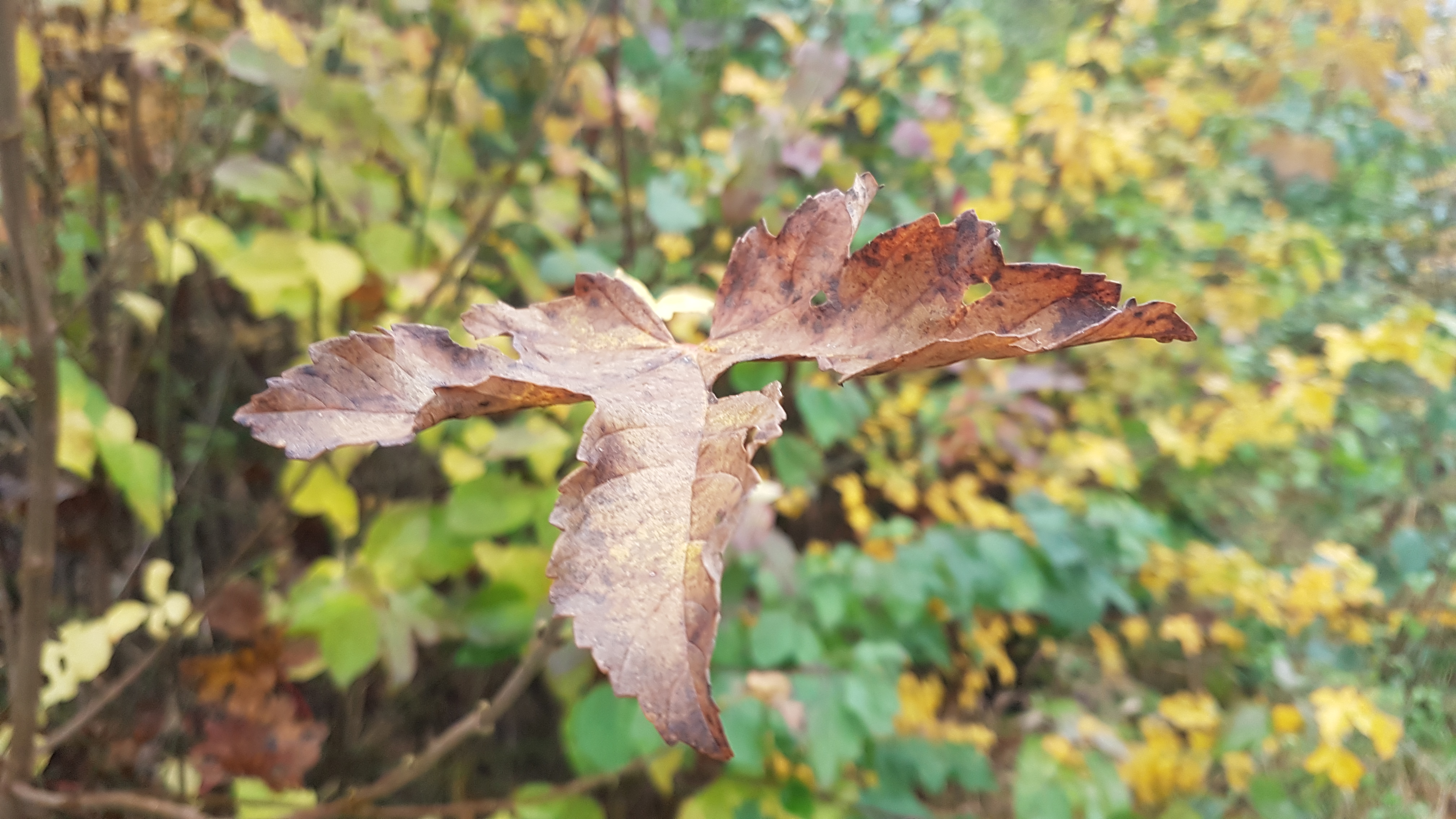 Herbst - die Zeit des Metallelements