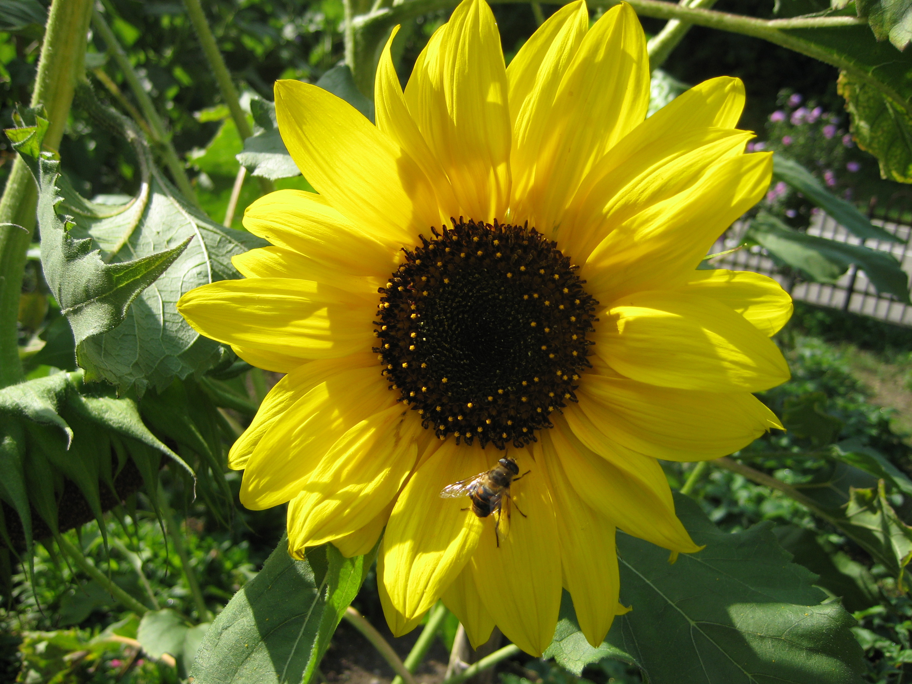 fengshuiaargau Sonnenblume