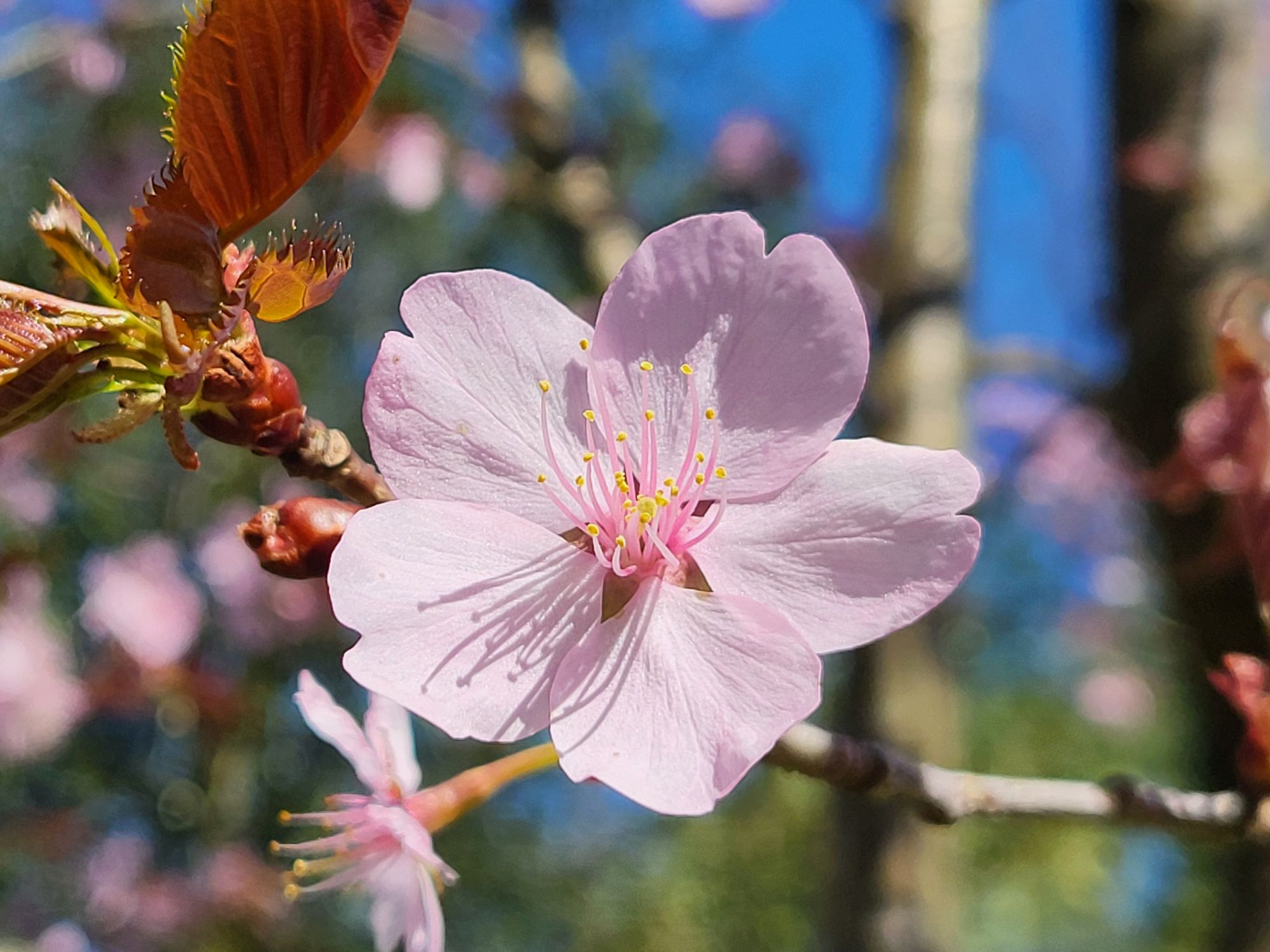 fsag Kirschblüten03